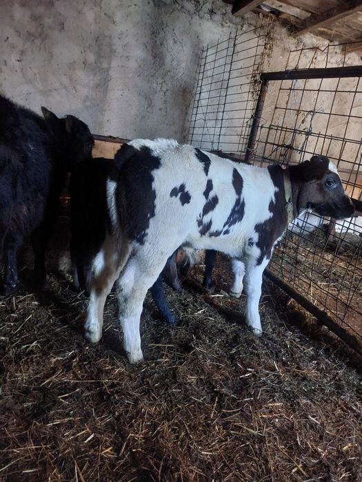 De vânzare 4 viței