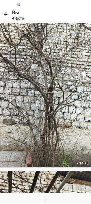 Цветы садовые благородные