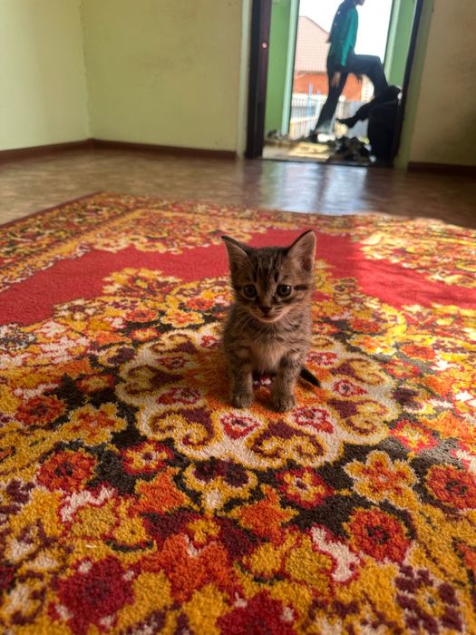 3 котенка, британцы