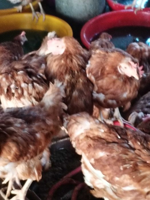 Gaini de ouat, tinere crescute la sol