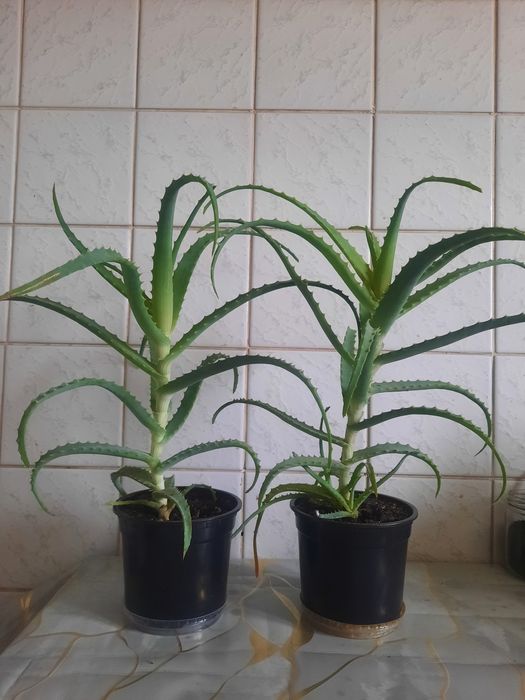 Алоэ лекарственный 3 года