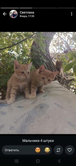 Котята  животные