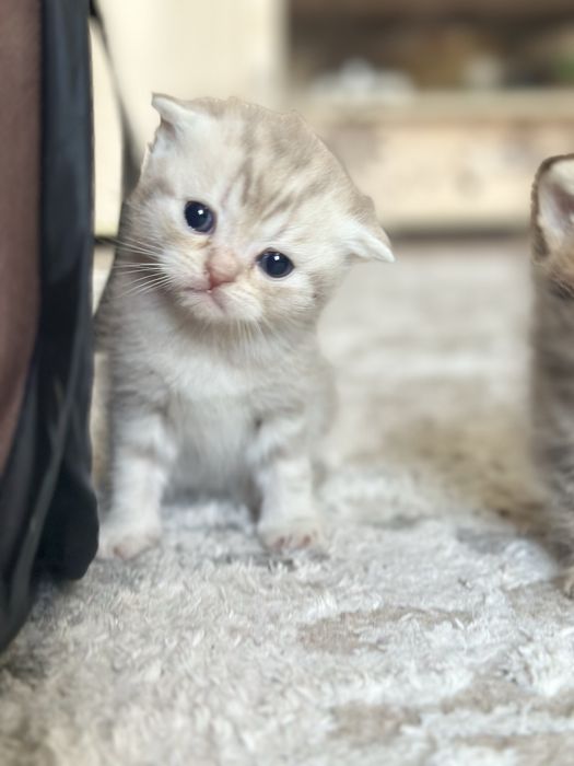 Котята шотландцы