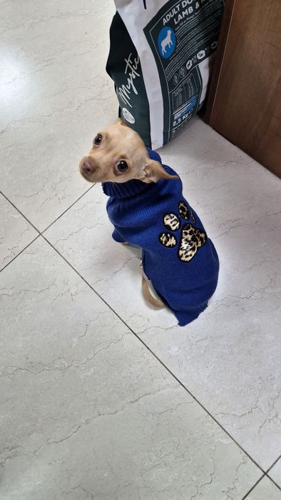 Кобель Чихуахуа!!!