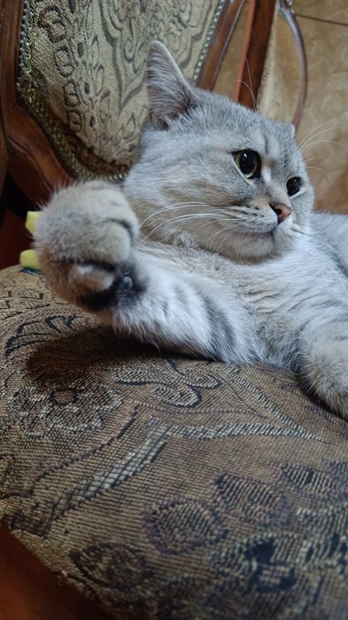 Кот в добрые руки, спокойный
