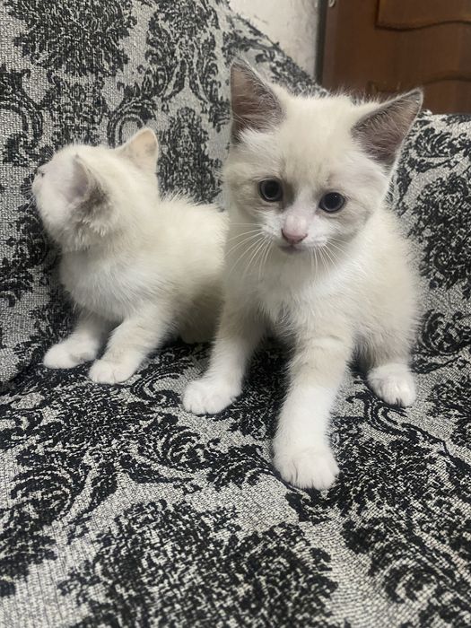 Отдам котенка в хорошие руки
