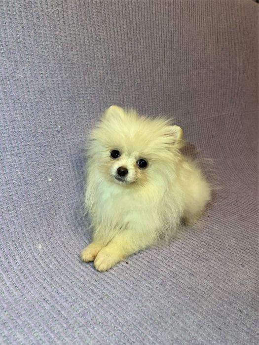 Mascul Pomeranian cu pedigree!