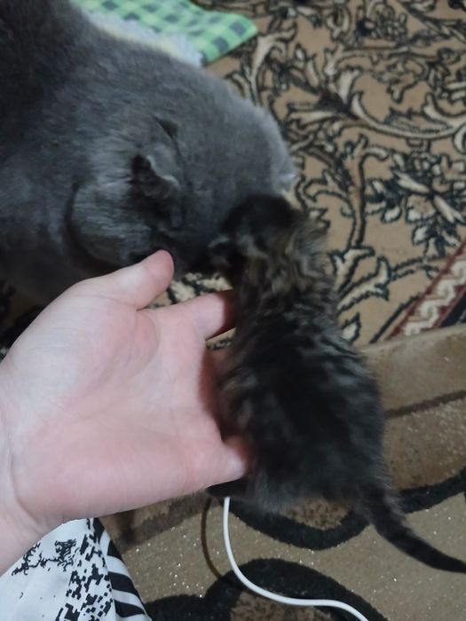 Mushuchalar sotiladi.