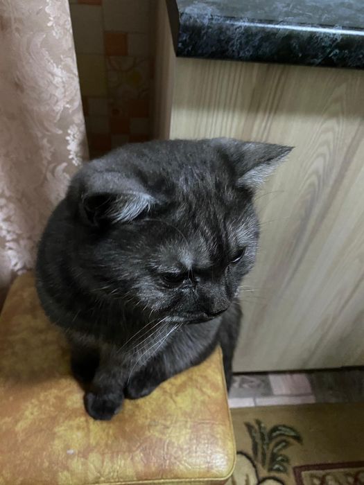 Продам кота самец пародистый