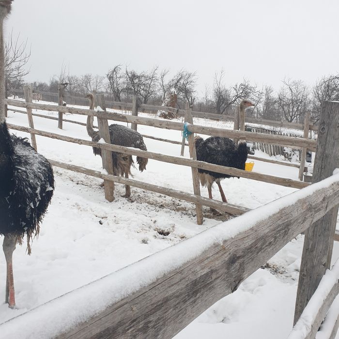 Oua strut pentru incubatie si consum!