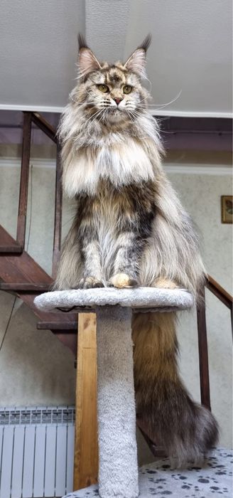 Maine coon puiut