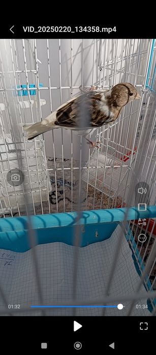 Kanareyka 7 oyli bitta sarigʻi 5 oyli