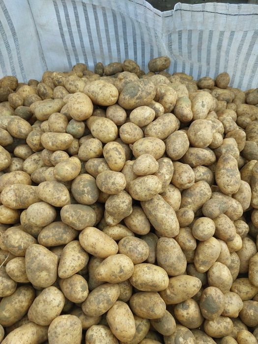 Cartofi sămânță IMPALA timpuriu