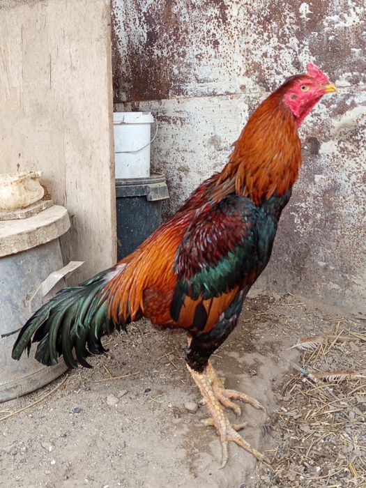 Продается туляк, ПИШИТЕ НА ВАТСАП