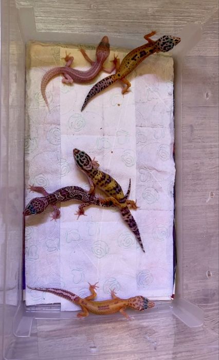 Gecko leopard puiuti