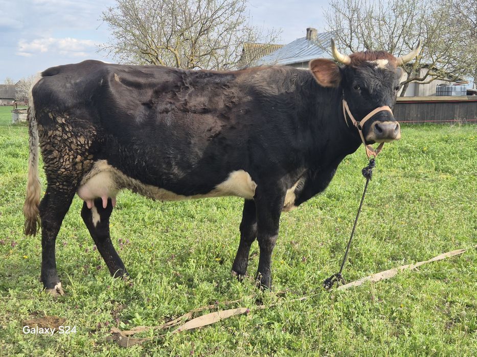 De vanzare vaca  cuminte