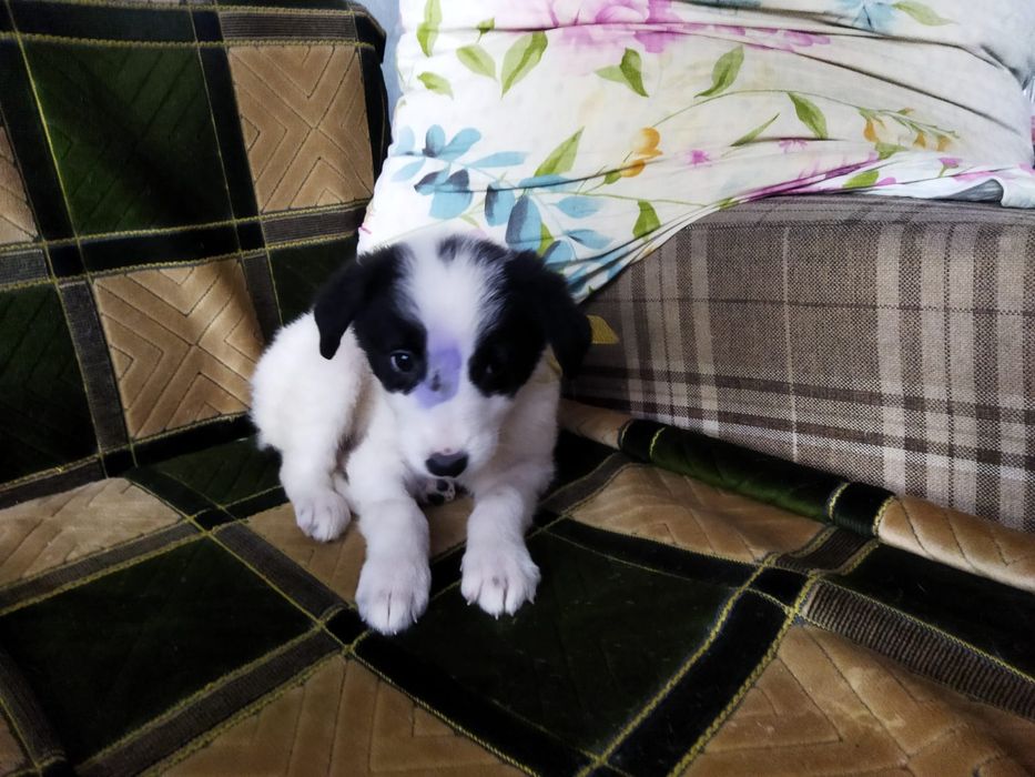 Щенки! В ОПИСАНИЕ!!!