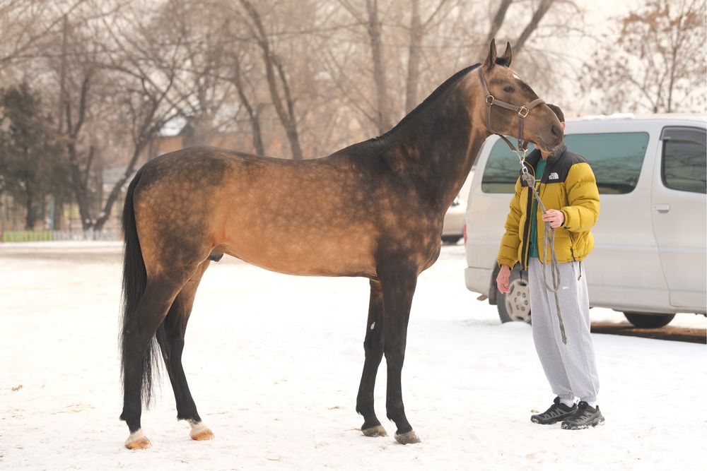 Продаётся жеребец ахалтекинской породы