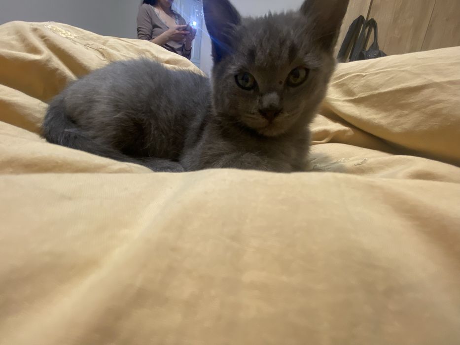 Котенок мальчик отдалим в добрые руки
