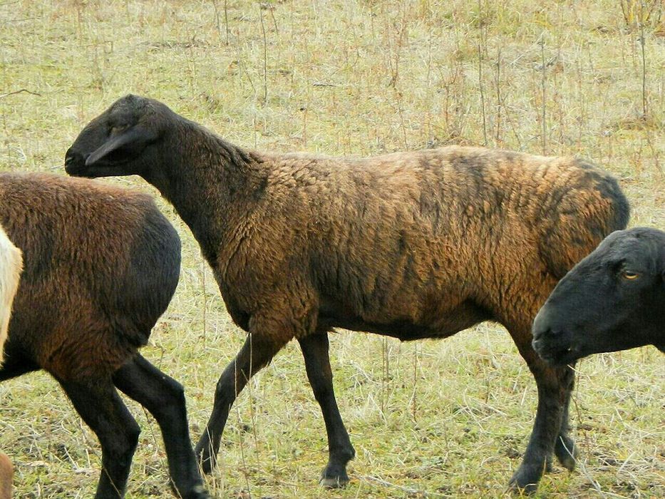 Бараны в Қосшы. Қой, токты