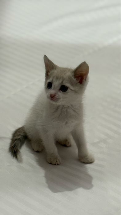 Отдам котенка бесплатно