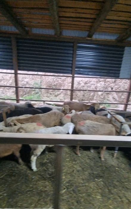 Продам баран 72 головы