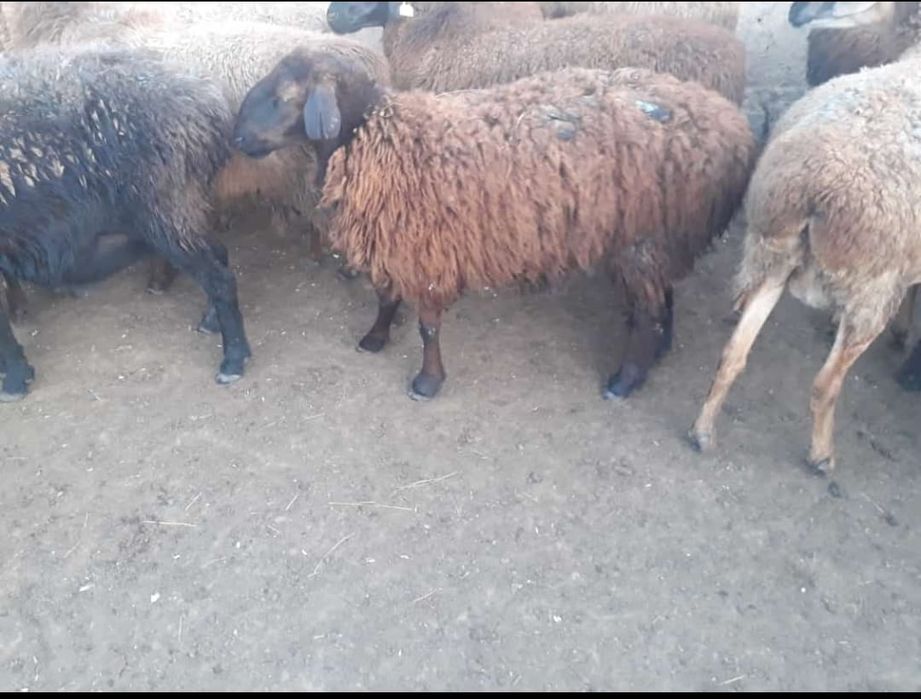 Семіз қой тоқты сатылады