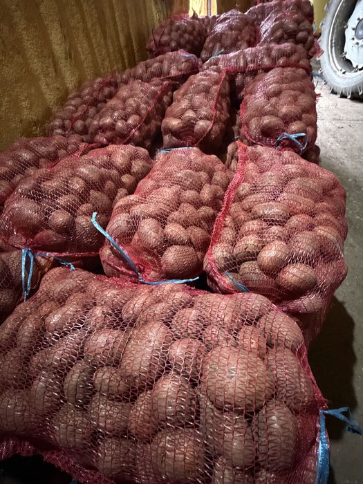 Cartofi de consum recent ambalat belarosa