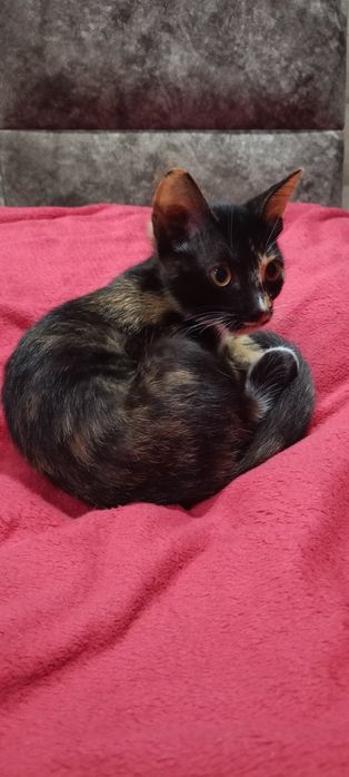 Котенок в добрые руки