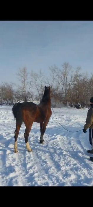 6 жасар айгыр сатылады