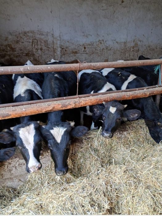 Vand taurasi hrăniți bio