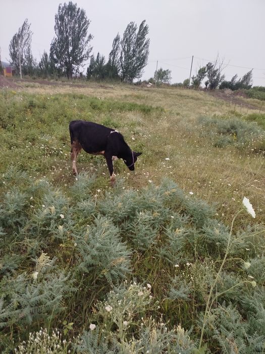 Продам телят с коровой