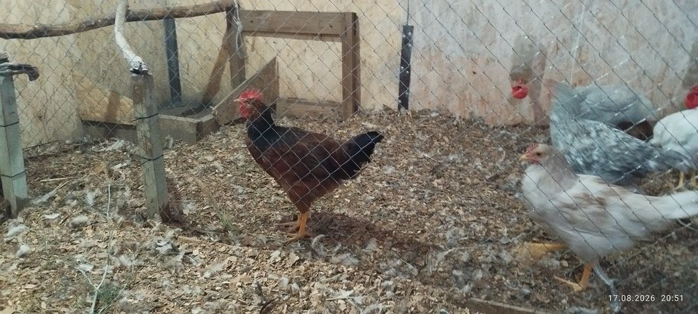 Продам молодых  петушков