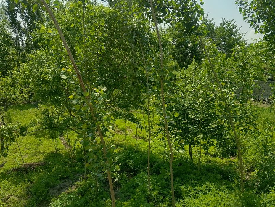 Uy sotiladi 12 sotix