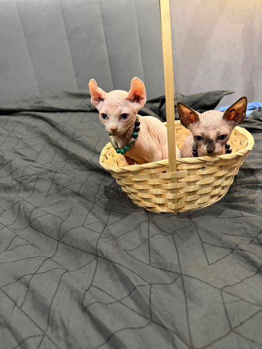 Шикарные сфинксы бамбино и эльф