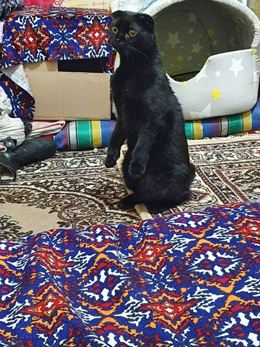 Парода скотиш фолд и  бритиш страйт