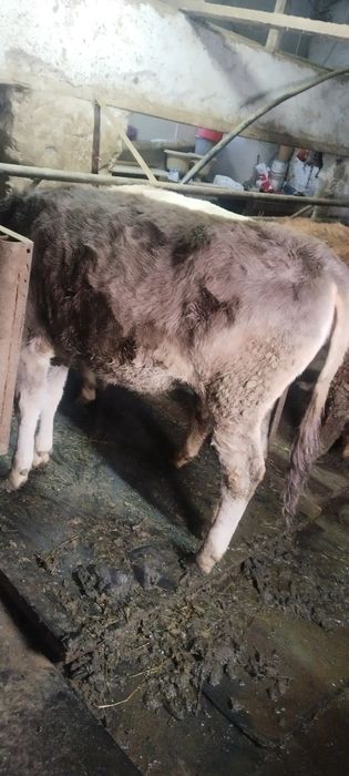 Бычек и телка продам