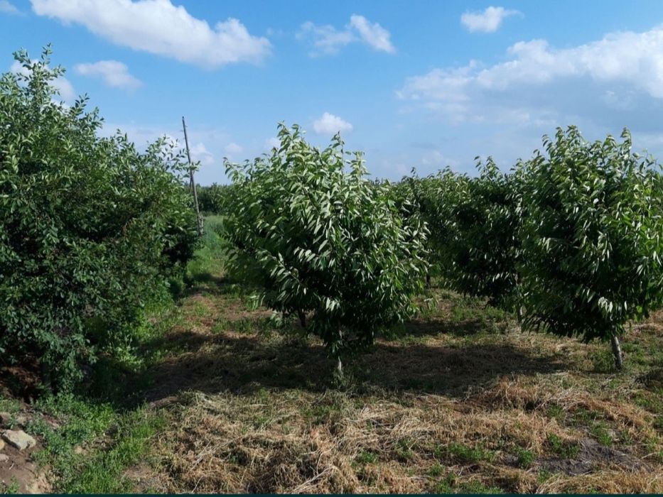 Ер орни, Фермерчилика молжаланган