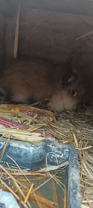 Vand iepuri sau schimb