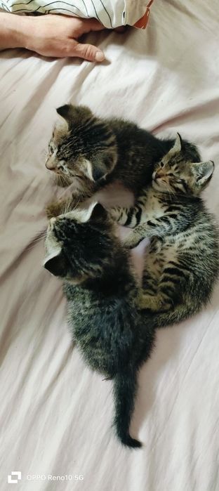 Отдам в хорошие руки