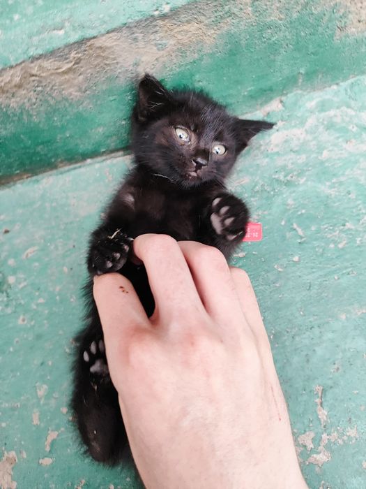 Черный котёнок, 1,5 месяца