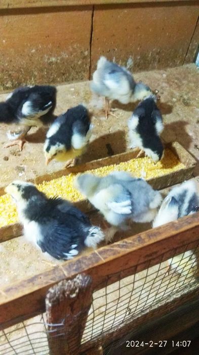 Продаются цветные домашние цыплята