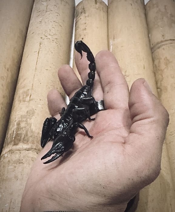 Scorpion asiatic de padure (Heterometrus spinifer)