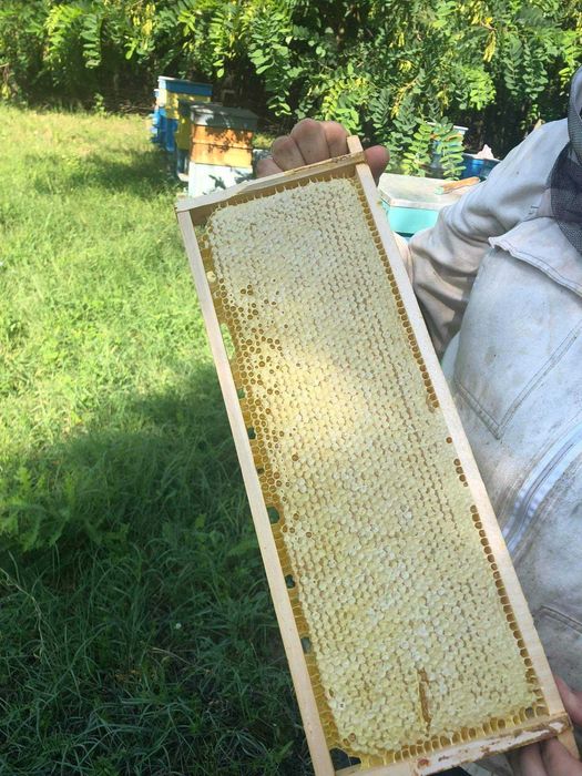 Домашен пчелен мед