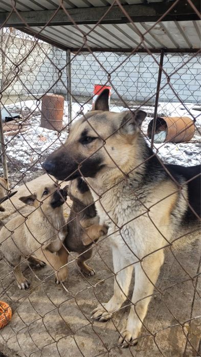 Отдам в добрые руки щенят