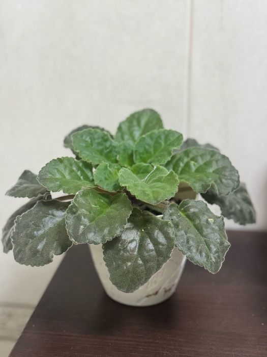 Продам Фиалки сортовые