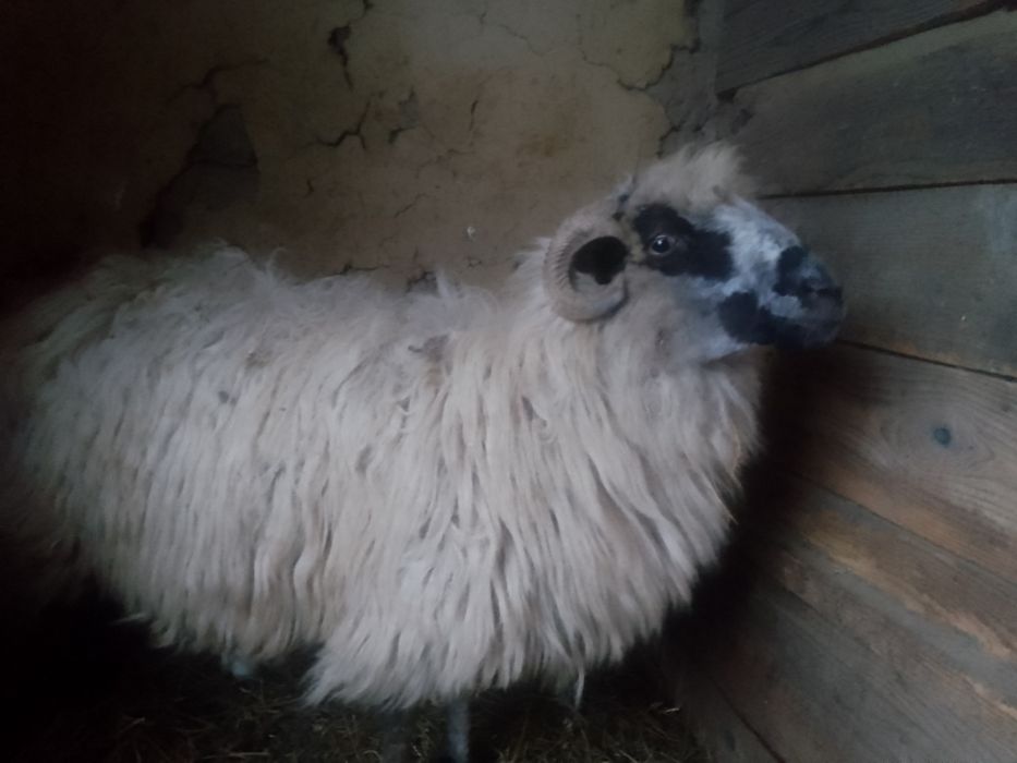 Vând Oaie Țurcană Oacheșă cu Miel !!!
