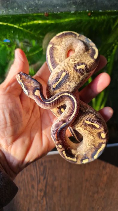 Королевские питоны,малыш.