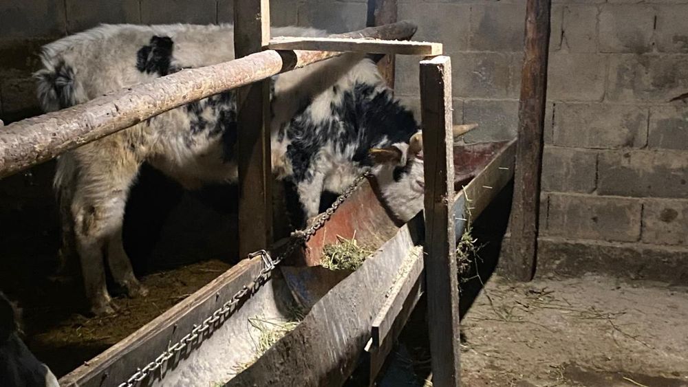 Бука 1,5жасар...