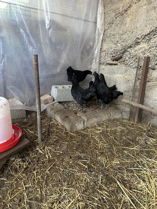 Продаю кур Аям цемани